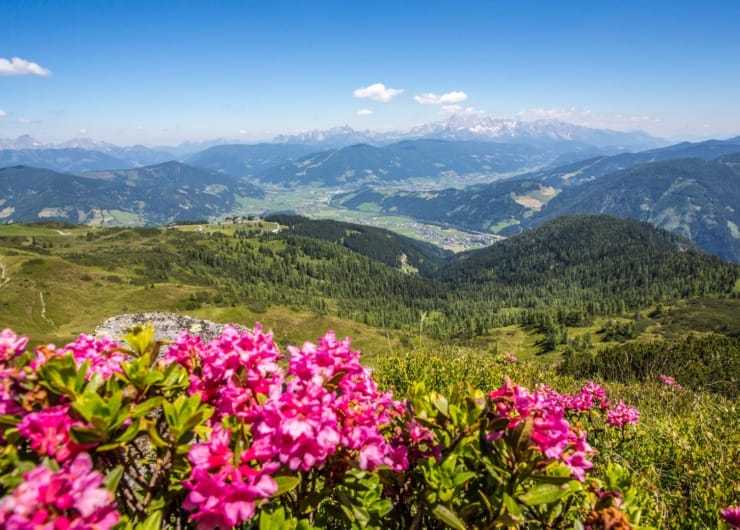 Rozkvetlá horská louka s pohledem do údolí Flachau v Salcbursku