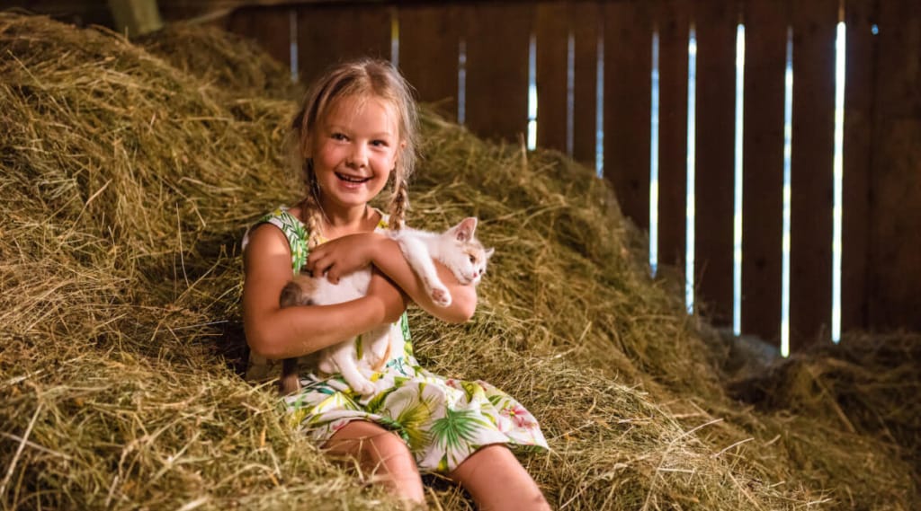 Holčička si na seně ve stodole u farmy hraje s kotětem 