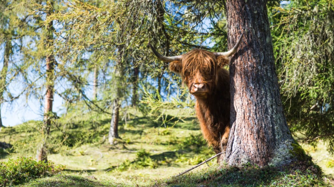 Za stromem vyhlíží srstnatý náhorní skot neboli highland cattle, což je velmi tvrdé a odolné plemeno skotu, které se pase celé léto na vysokohorských pastvinách hory Lackenkogel