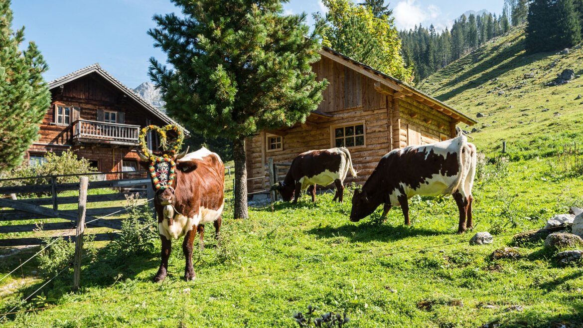 Tři krávy se pasou v blízkosti dřevěných salaší ve slunném, horském Filzmoosu 