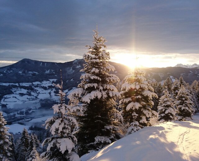 Zasněžené borovice na hoře při západu slunce, skrz které prosvítá slunce a údolí pod nimi.