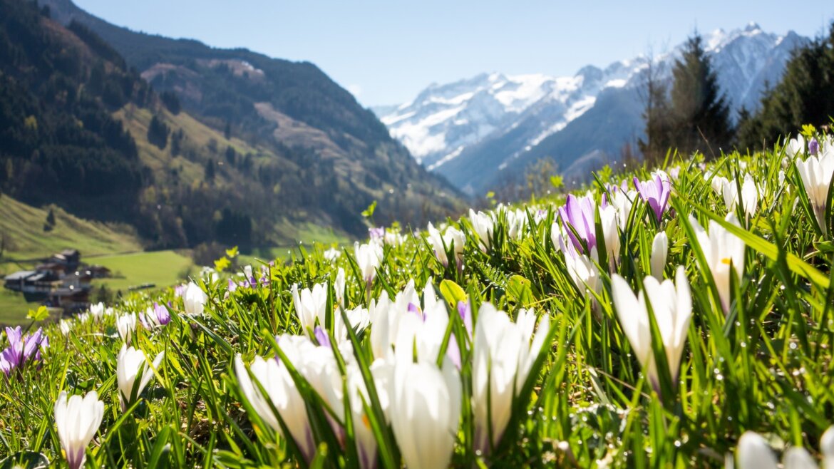 Bílé a fialové krokusy kvetou na slunné louce v regionu Bruck Fusch Großglockner v létě, za ním zasněžené vrcholky. (Zvětšený pohled)