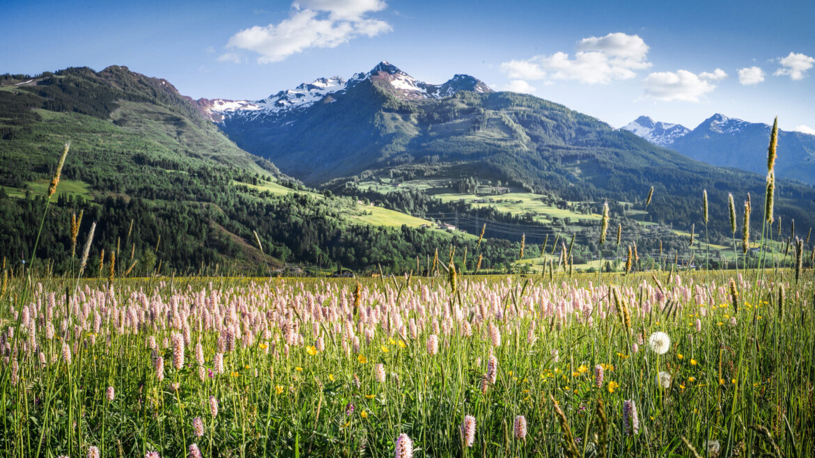 Rozkvetlá horská louka v okolí Piesendorfu a Niedernsillu s výhledem na vrchol Hohe Arche a okolní alpskou krajinu (Zvětšený pohled)