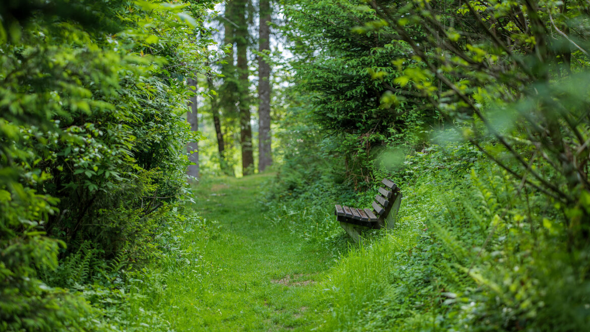 Stinné odpočinkové místo v krajině mezi stromy v oblasti Piesendorfu a Niedernsillu s lavičkou a okolní zelení (Zvětšený pohled)