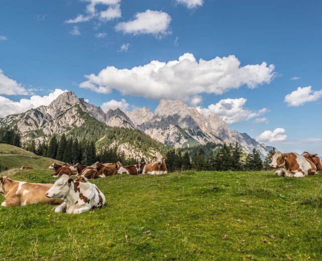 Køer ligger på en græsmark med fyrretræer og bjerge i baggrunden under en blå himmel med skyer.