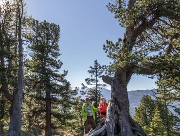 To vandrere står mellem høje fyrretræer på en solrig, stenet bjergsti under en klar blå himmel.