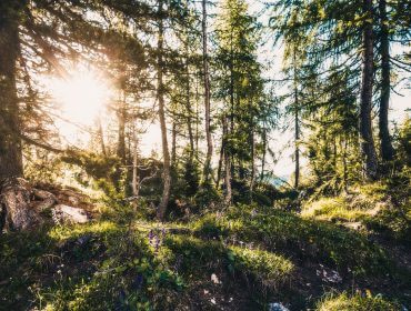 Green summer dark rocky forest Sollyset strømmer gennem høje fyrretræer i en frodig, grøn skov med pletter af græs og rødder.