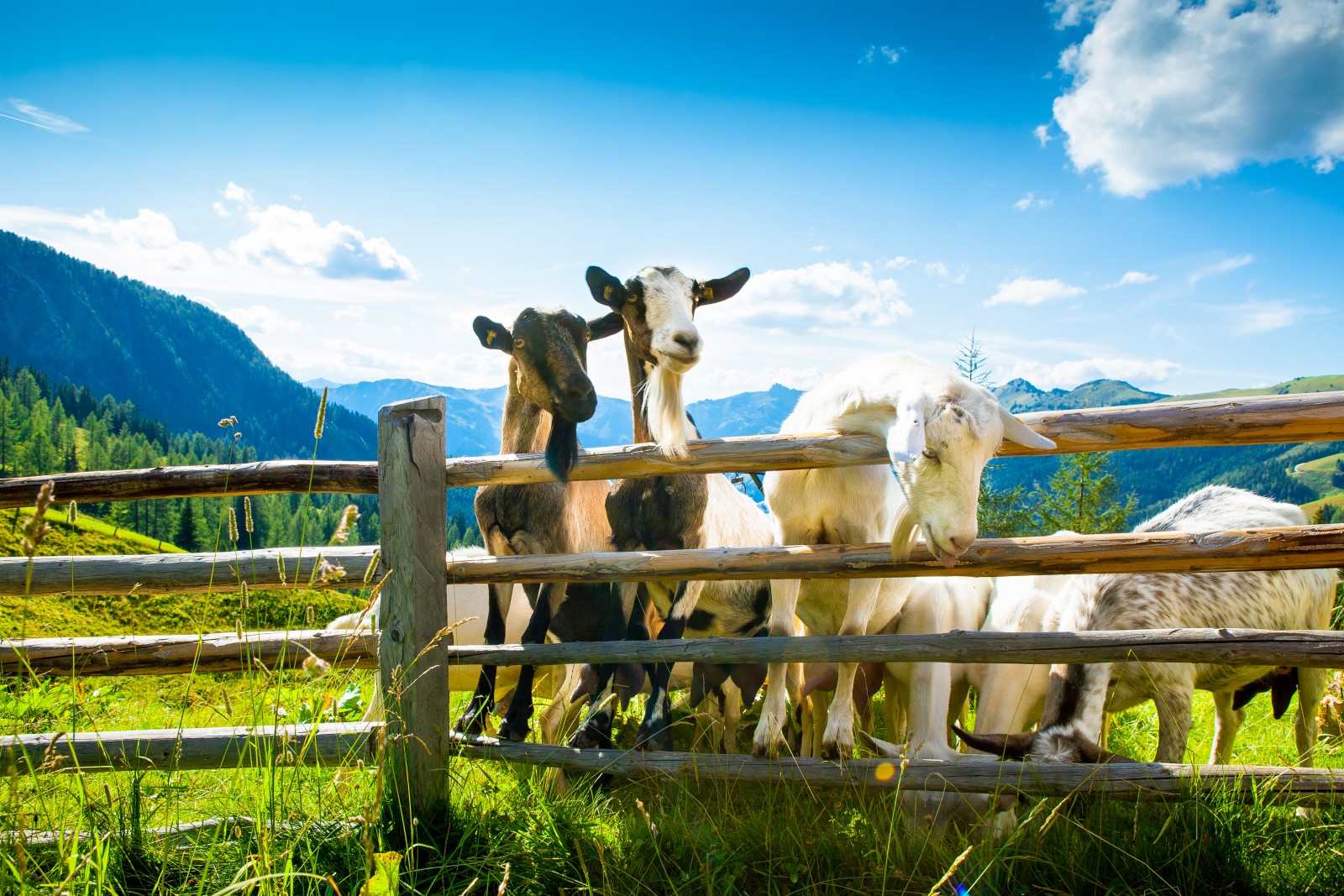 Ziegen auf der Alm