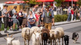 Ein Mann in österreichischer Tracht hütet Schafe beim Bauernherbst, beobachtet von festlich gekleideten Menschen, die Fotos machen.