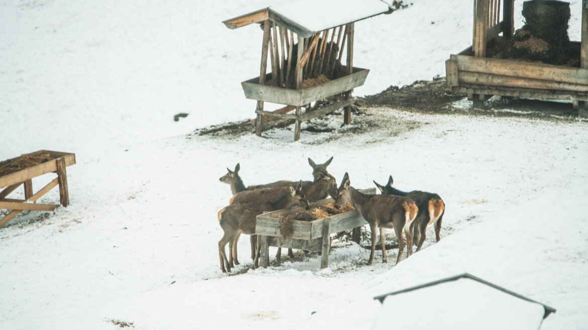 Sechs Rehe fressen aus einem hölzernen Trog im verschneiten Bramberg, umgeben von rustikalen Holzkonstruktionen. (vergrößerte Ansicht)