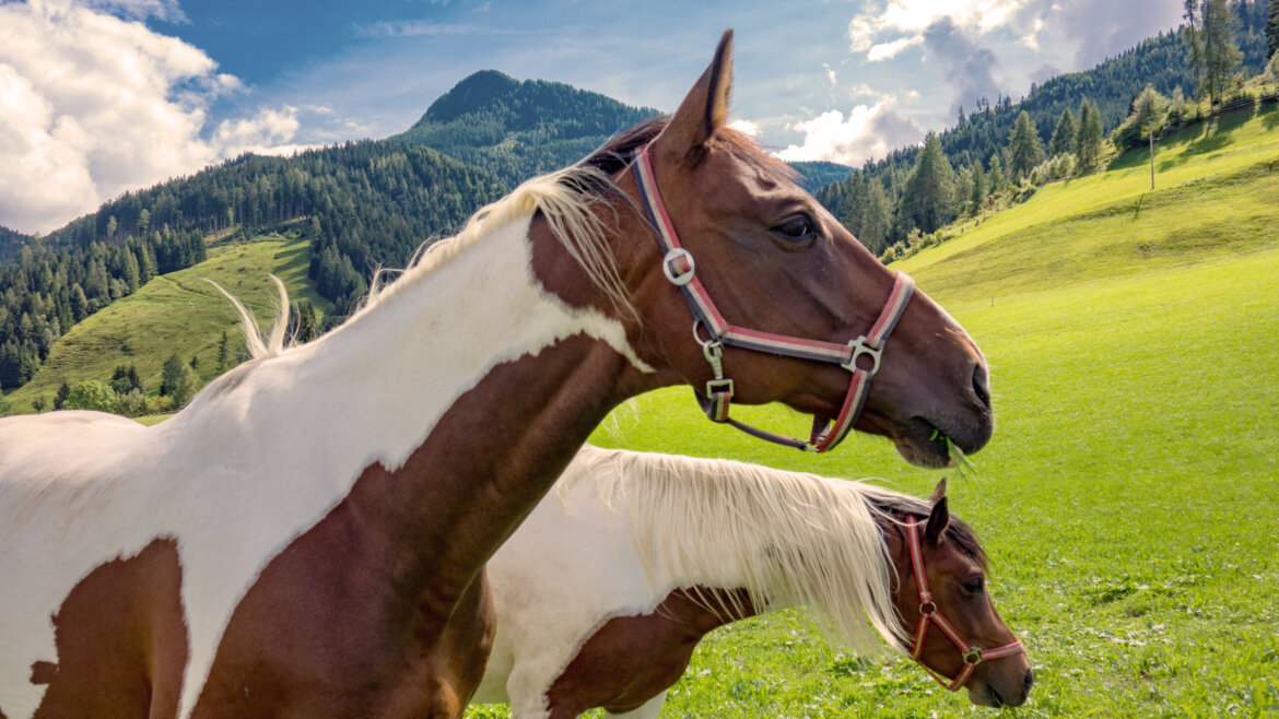 Zwei braune und weiße Pferde stehen auf einem grünen Embach-Hügel mit Bergen und blauem Himmel im Hintergrund. (vergrößerte Ansicht)