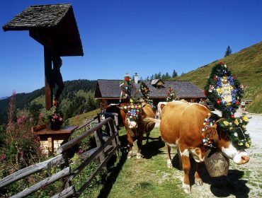 Geschmückte Kühe mit Blumengirlanden auf einem Bergweg in Großarltal in der Nähe eines Holzhauses und eines Kruzifixes.