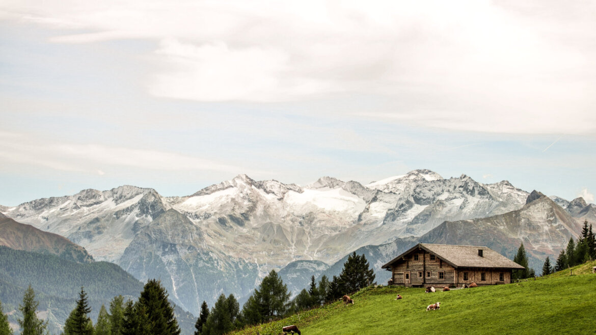 Almhütte auf einer grünen Almwiese im Gasteinertal, mit weidenden Kühen, Kiefern und schneebedeckten Gipfeln im Hintergrund. (vergrößerte Ansicht)