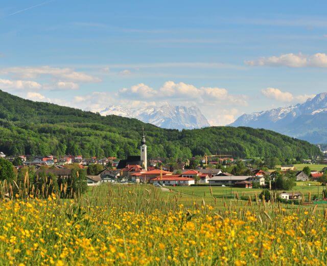 Blühende Wiesen, in Hintergrund die Gemeinde Anthering mit dem Kirchturm
