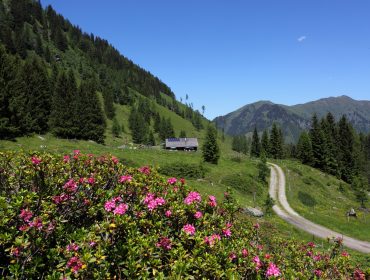 Hirschgrubenalm 2016_8 Berglandschaft in Großarl mit rosa Blumen, Kiefern, einem Feldweg und einem Bauernhaus unter blauem Himmel.
