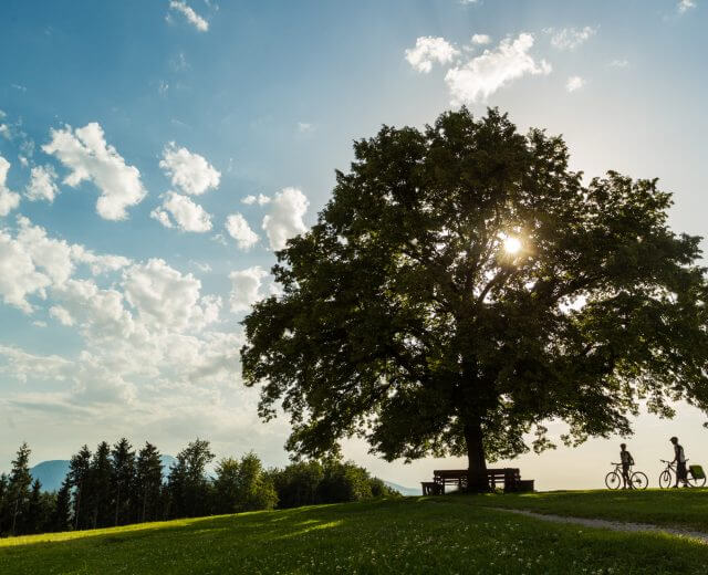 Kraftplaetze_maria-plain Zwei Radler unter der ausladenden Plainlinde in Maria Plain