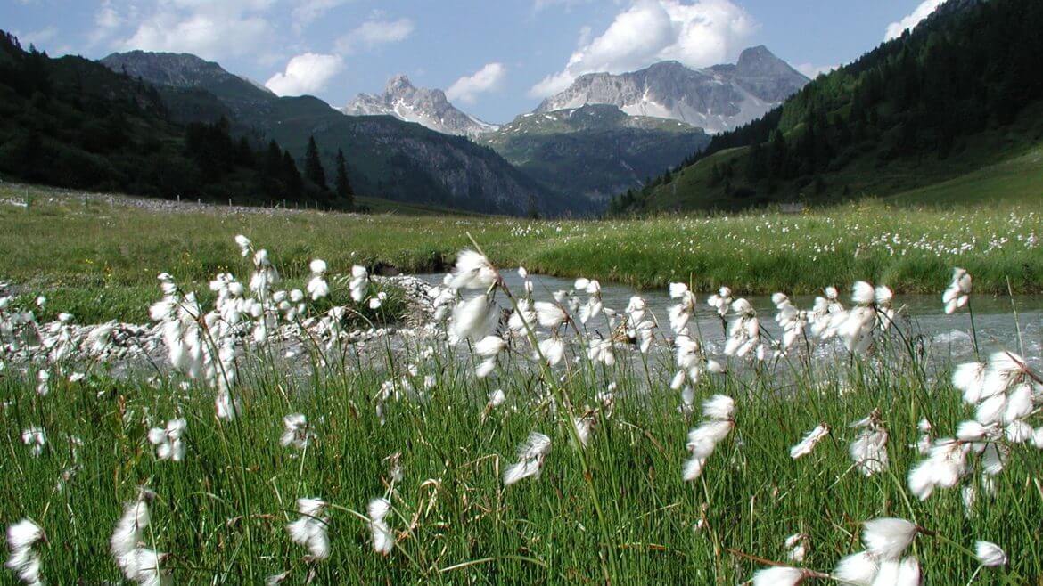 Naturpark Riedingtal - weißblühendes Gras im Vordergrund, im Hintergrund Berge und weiße Wolken