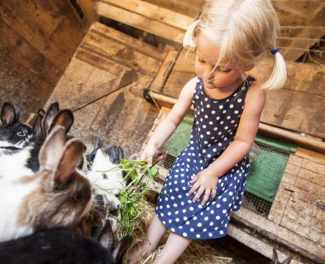 Kind füttert Kaninchen am Bauernhof