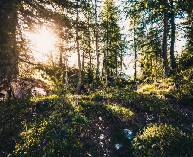 mystischer-wald—mystical-