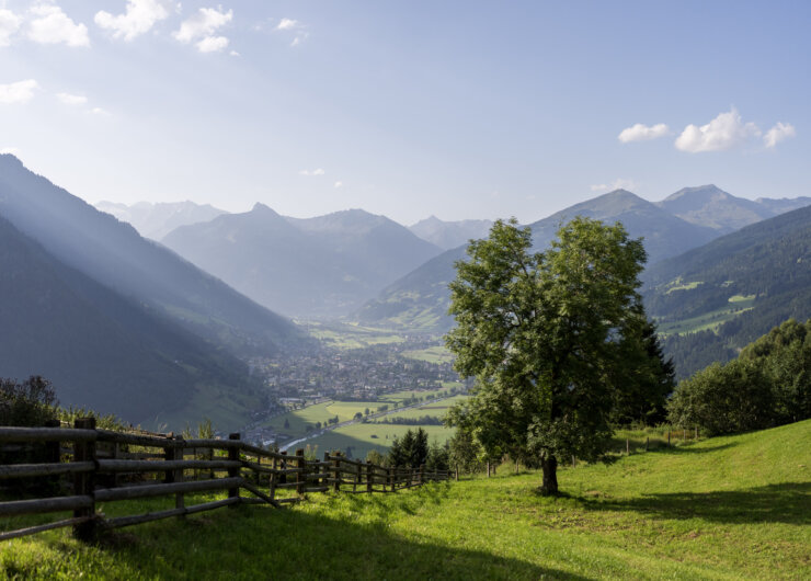 Sonniges Gasteinertal mit grünen Hügeln, einem einsamen Baum, Holzzaun und Bergen unter blauem Himmel.