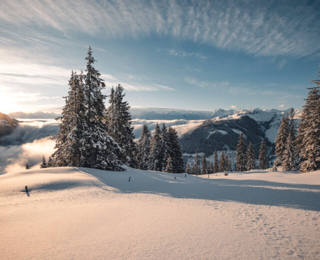 NPHT Verschneite Winterlandschaft mitBüumen und Bergen im Hintergrund im Abendlicht