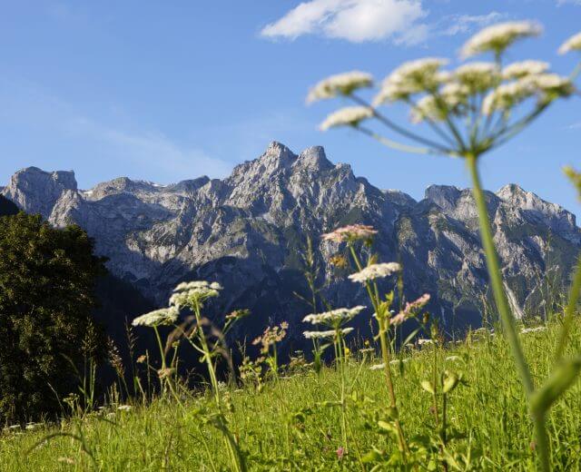 werfenweng_sommer Schroffe Berge und sanfte Almwiesen