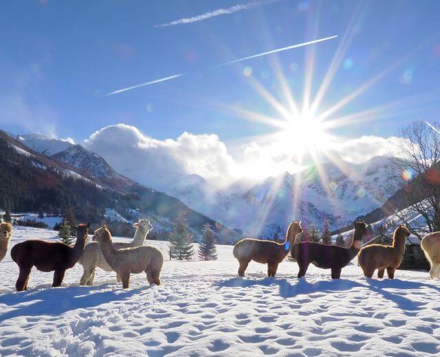 c Madreiter Alpacas im Schnee Eine Gruppe von Lamas steht im Schnee von Fusch, im Hintergrund die Berge und die strahlende Sonne.