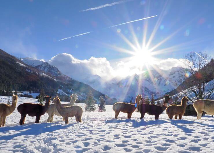 c Madreiter Alpacas im Schnee
