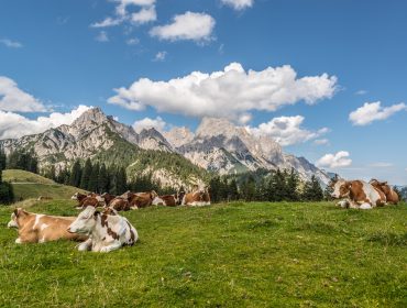 Kühe auf der Weide Kühe rasten auf der Alm vor Gipfelpanorama