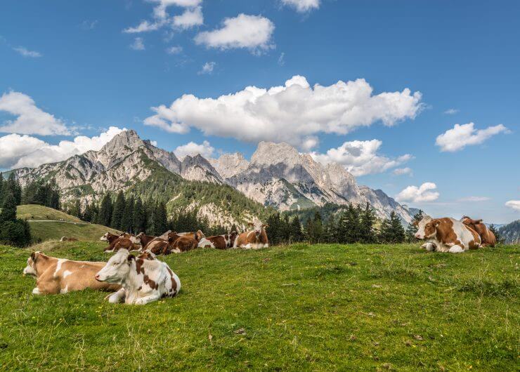Kühe rasten auf der Alm vor Gipfelpanorama