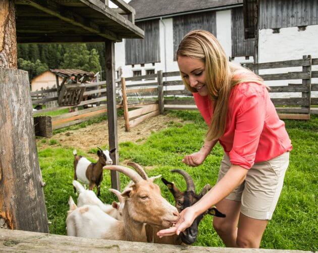 Frau füttert Ziegen Frau füttert Zeigen vor Brunnen am Bauernhof