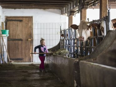 Kind hilft beim Kühefüttern im Stall