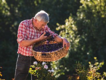 Kochers Kraeutergarten Andreas Kocher in seinem Kräutergarten mit getrockneten Kräutern in einem Korb