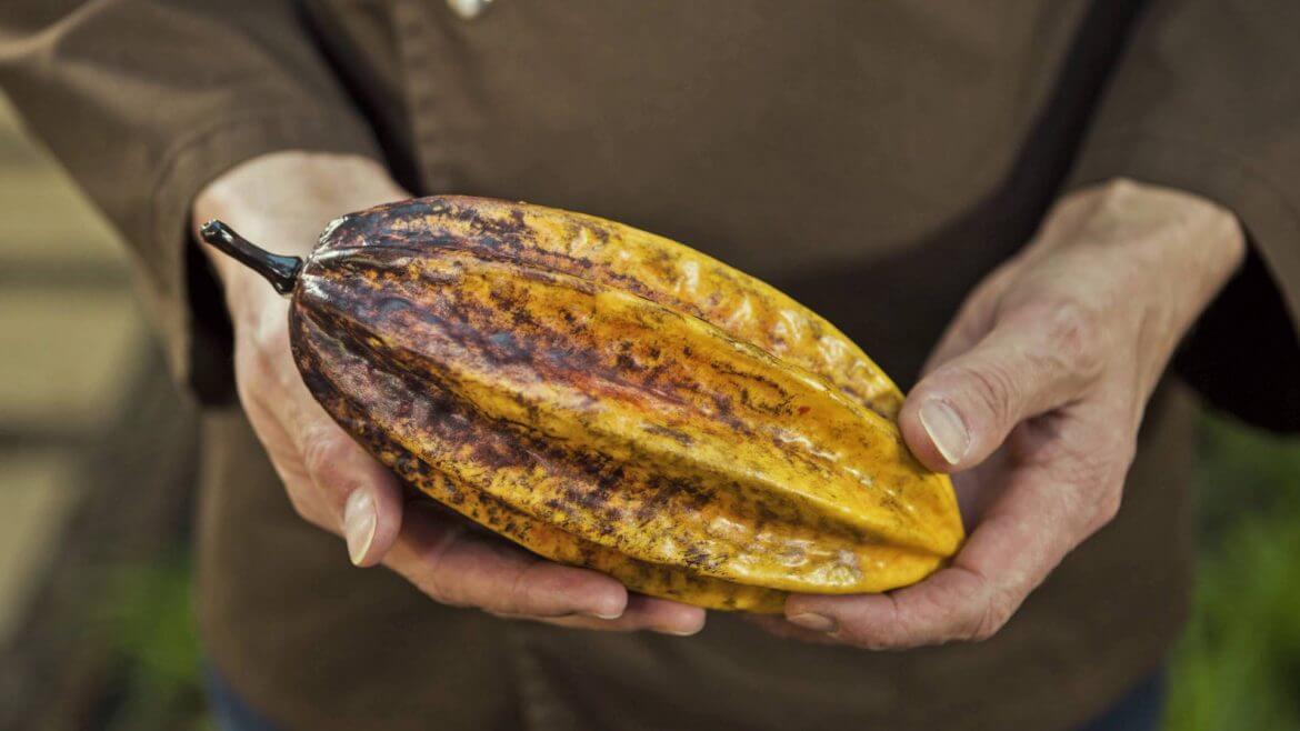 Eine Hand hält eine Kakaobohne