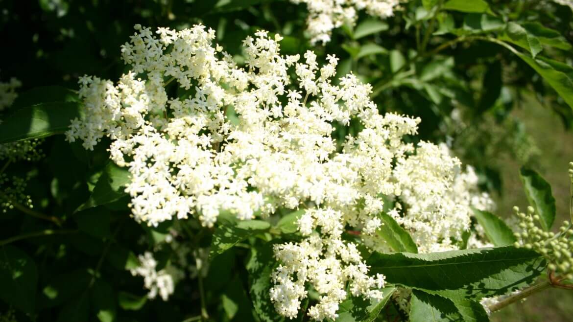 Holunderblüte Holleralmen
