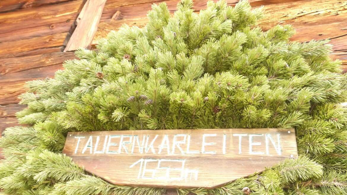 Holzschild mit TAUERNKARLEITEN 1555m unter Kiefer, Kennzeichnung der Almsommer-Eröffnung an einer rustikalen Holzwand. (vergrößerte Ansicht)