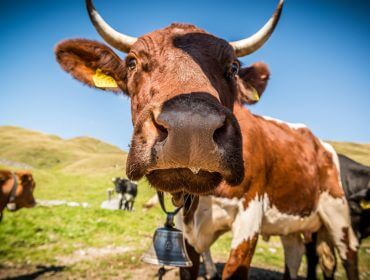 Kuh auf der Weide schaut neugierig, streckt den Kopf ganz nah zur Linse