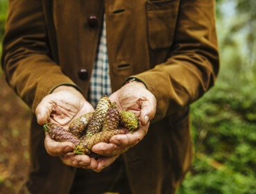 Eine Person in einer braunen Jacke hält im Freien mehrere Tannenzapfen in den Händen.