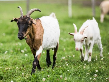 Eine braun-weiße erwachsene Ziege und ein weißes Ziegenbaby laufen auf grünem Gras.