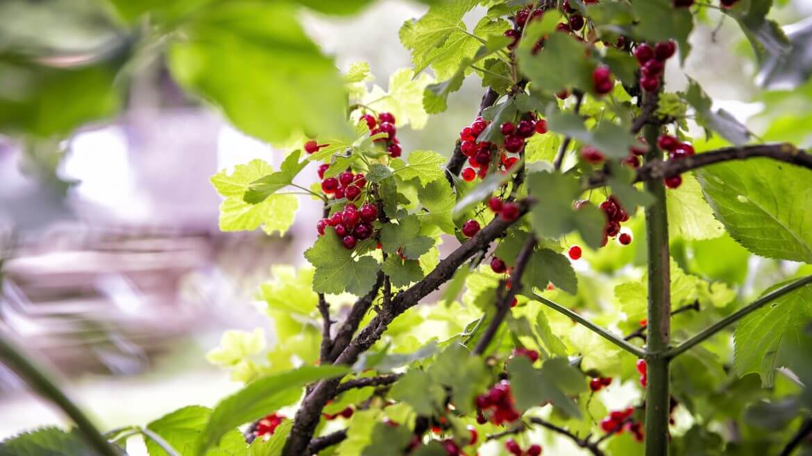 Rote Ribiesel am Strauch