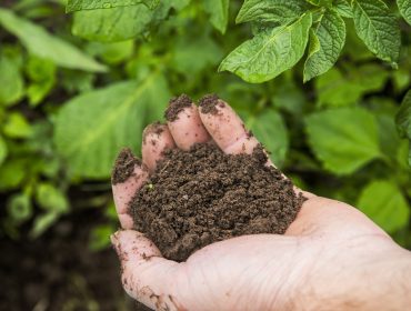 BioParadies_toedlinggut_erde Gesunde Bioerde