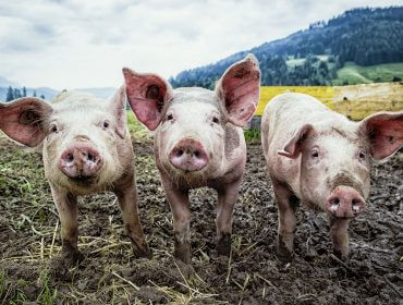 Drei Ferkel blicken in die Kamera