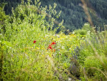 Red_BioParadies_SalzburgerLand_Suppangut Wildblumen blühen auf einer grünen Wiese mit einem bewaldeten Berg im Hintergrund.