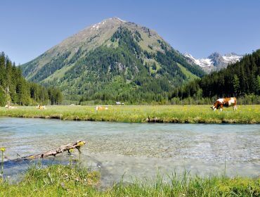 Ein klarer Bach, eine grüne Wiese mit grasenden Kühen und ein bewaldeter Berg unter einem blauen Himmel.