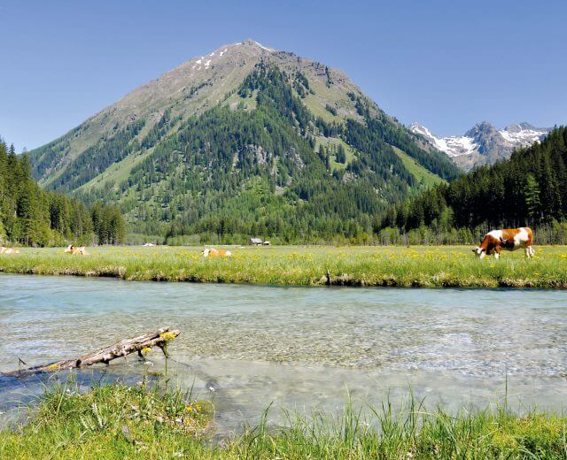 Hinternlahn 5 Ein klarer Bach, eine grüne Wiese mit grasenden Kühen und ein bewaldeter Berg unter einem blauen Himmel.