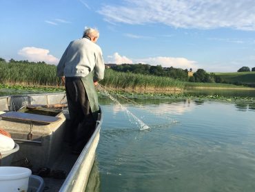 Eine ältere Person auf einem Boot zieht an einem sonnigen Tag ein Fischernetz aus dem ruhigen Wasser des Wallersees in der Nähe von Schilf.