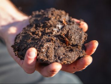 Moor in der Hand Eine Hand hält ein großes Büschel Moorschätze, dunkle, reiche Erde im Freien bei natürlichem Licht.
