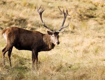 Ein Hirsch mit großem Geweih steht in einem grasbewachsenen Feld und schaut in die Kamera.