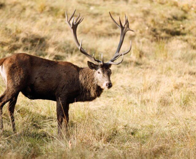 Spurensucher Hirsch 1 Ein Hirsch mit großem Geweih steht in einem grasbewachsenen Feld und schaut in die Kamera.