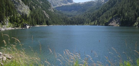 Bergsee - im Hintergrund Berge, im Vordergrund Gräser